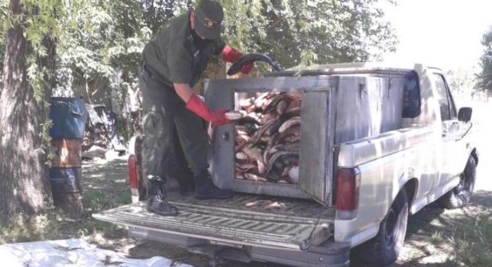 Decomisaron cerca de 500 pescados en Monje: un joven sancionado