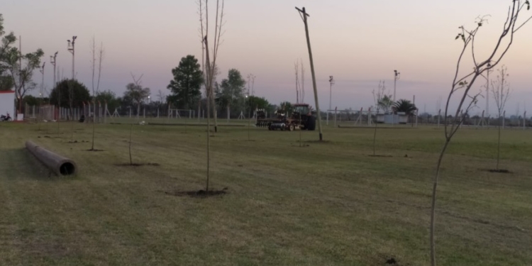 Ya son 35 las plantas rotas en el Club Maciel: “Es inexplicable”