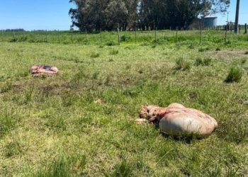 Gaboto: cuatreros faenaron y se llevaron una vaca de 300 kilos