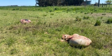 Gaboto: cuatreros faenaron y se llevaron una vaca de 300 kilos