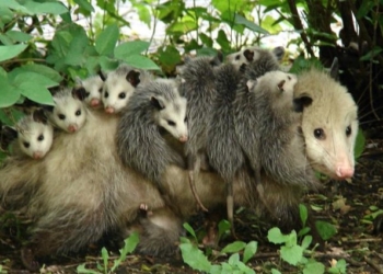 Inédito rescate de nueve zarigüeyas bebés en Totoras