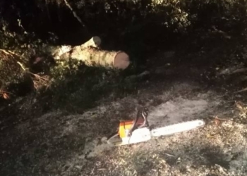 Temporal en Oliveros: árboles caídos y más de 15 horas sin luz