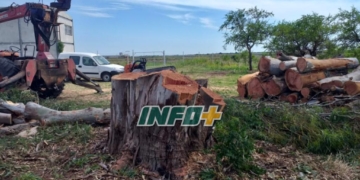 Talaron árboles añosos en La Boca de Monje e intervino la Comuna