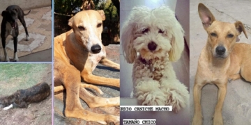 Maldita pirotecnia: buscan a perritos perdidos en la región