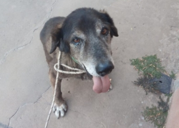 ¿Lo adoptás?: «Bongo» lleva 14 años viviendo en un refugio, es tiempo de una familia