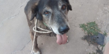 ¿Lo adoptás?: «Bongo» lleva 14 años viviendo en un refugio, es tiempo de una familia