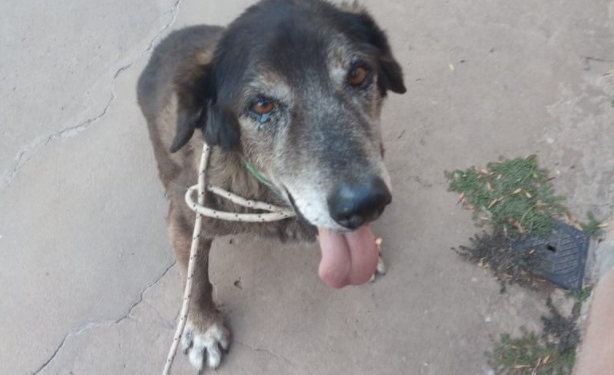 ¿Lo adoptás?: “Bongo” lleva 14 años viviendo en un refugio, es tiempo de una familia