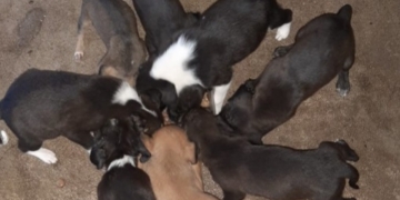 Buscan hogar para 17 cachorritos rescatados en Gaboto
