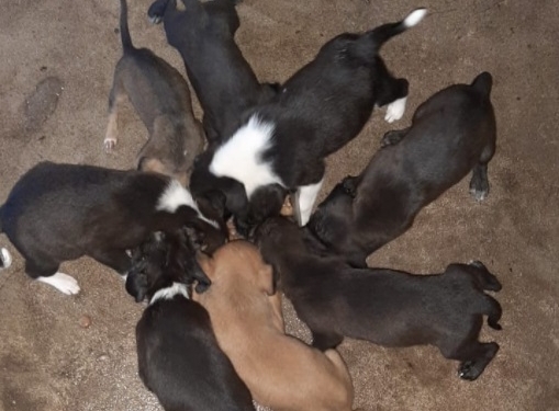 Buscan hogar para 17 cachorritos rescatados en Gaboto