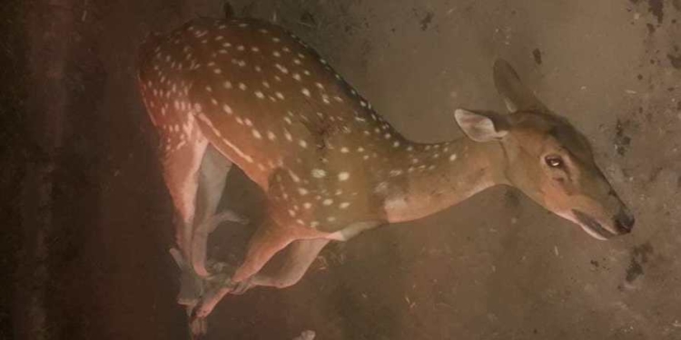 Un ciervo apareció en San Lorenzo y fue atacado por perros