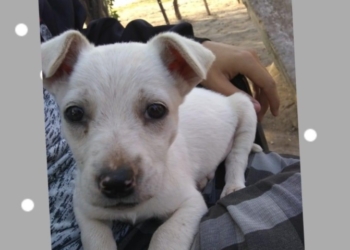 Atroz: buscaba a su perrito en Gaboto y lo encontró asesinado