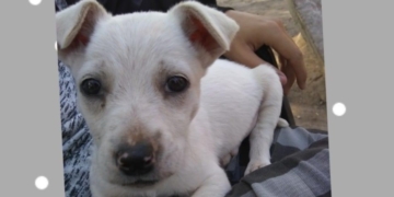 Atroz: buscaba a su perrito en Gaboto y lo encontró asesinado