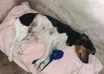 Otro caso de maltrato animal: apuñaló a un perro y fue denunciado