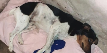 Otro caso de maltrato animal: apuñaló a un perro y fue denunciado