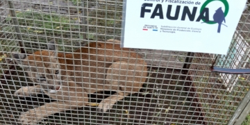 Decomisaron pumas y ciervos en una estancia de la región