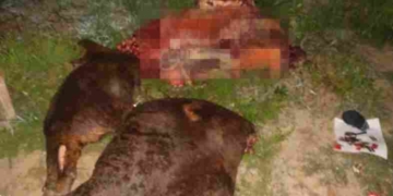 Abigeato en Gaboto: dos hombres detenidos, secuestro de arma y lancha