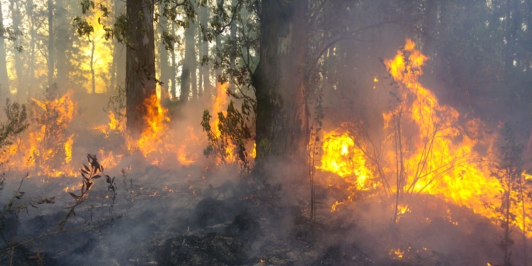 Bronca en Casalegno: incendiaron un histórico monte de eucaliptus