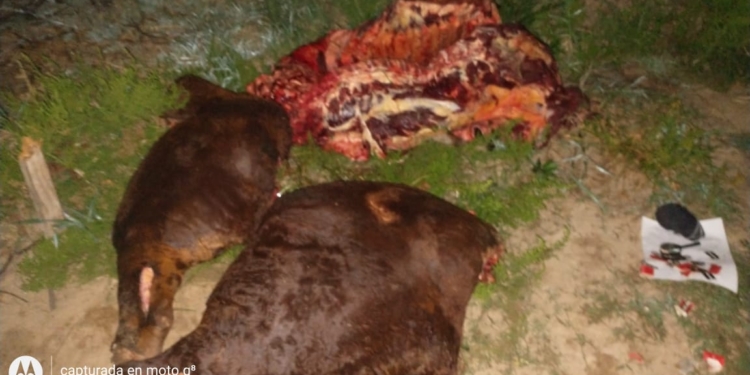 Cuatreras en Gaboto: dos mujeres aprehendidas con un animal faenado