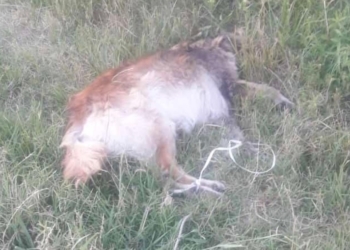 Otro perro fue encontrado muerto en Gaboto con una soga en sus patas y cuello