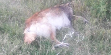 Otro perro fue encontrado muerto en Gaboto con una soga en sus patas y cuello