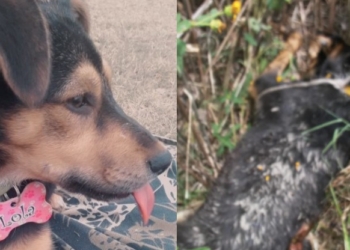 Crueldad animal en Gaboto: mataron a una perrita con dos disparos