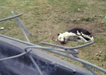 Maltrato animal en Correa: hallaron a una perra sin vida, atada y al sol