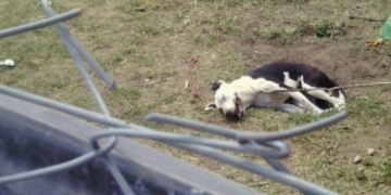 Maltrato animal en Correa: hallaron a una perra sin vida, atada y al sol