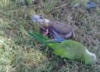 Aparecieron decenas de aves muertas en Totoras e investigan las causas