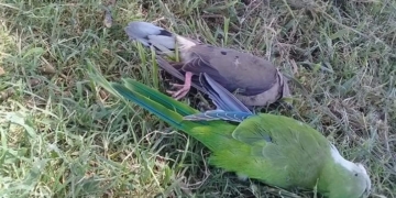 Aparecieron decenas de aves muertas en Totoras e investigan las causas