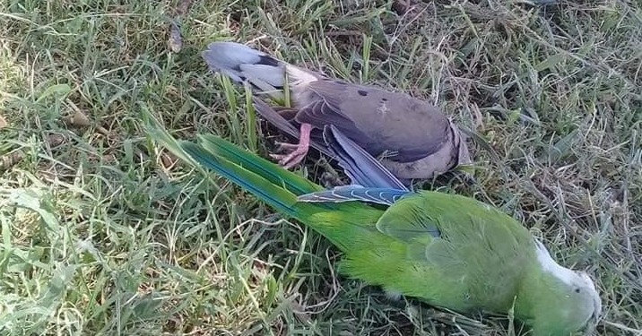 Aparecieron decenas de aves muertas en Totoras e investigan las causas