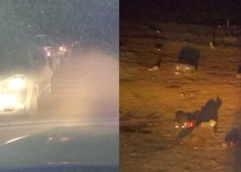 Totoras: más de 200 personas en dos fiestas clandestinas