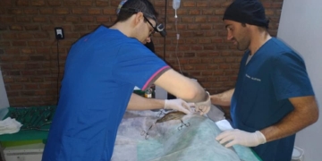 Díaz fijó día y hora de una nueva castración masiva y gratuita de perros y gatos