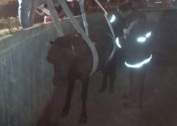 Un caballo fue rescatado tras caer a un piletón