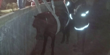 Un caballo fue rescatado tras caer a un piletón