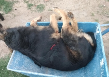 Gaboto: un hombre mató de dos tiros a la perrita de una vecina