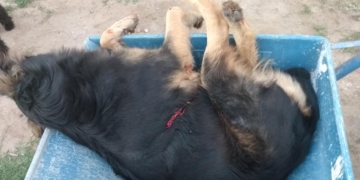 Gaboto: un hombre mató de dos tiros a la perrita de una vecina