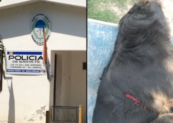 Allanamiento y secuestro de armas en Gaboto por la perrita asesinada 