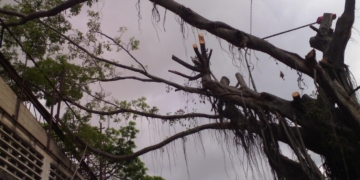 Robo de cables: una mujer fue atrapada arriba de un árbol con un machete
