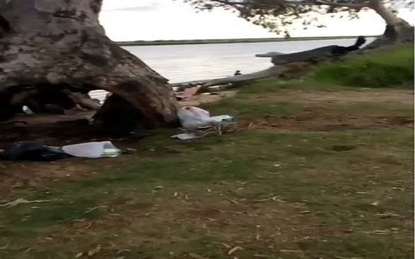 Quemaron un histórico eucaliptus en Puerto Aragón