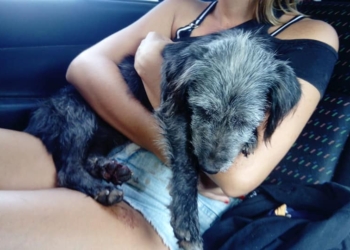 Oliveros: buscan a un perrito que era arrastrado por una moto