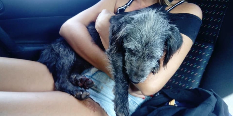 Oliveros: buscan a un perrito que era arrastrado por una moto