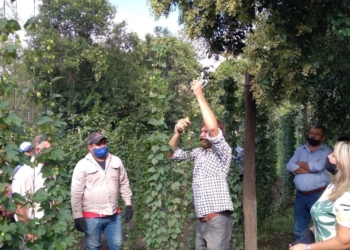 Casalegno hizo historia con su primera cosecha de lúpulo para la fabricación de cerveza