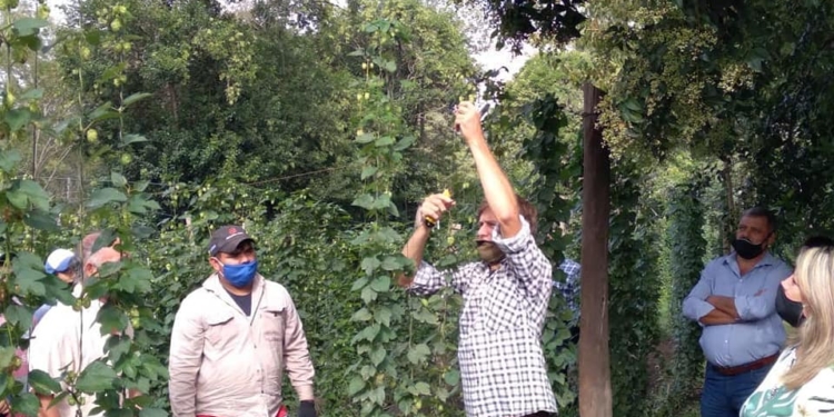 Casalegno hizo historia con su primera cosecha de lúpulo para la fabricación de cerveza