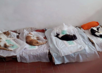 Barrancas contará con una nueva jornada de castración