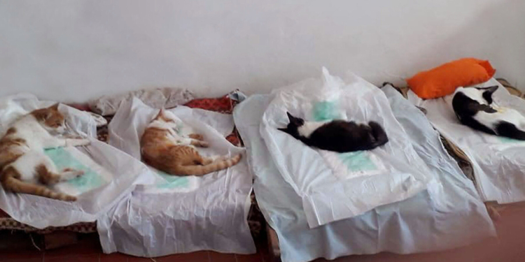 Barrancas contará con una nueva jornada de castración