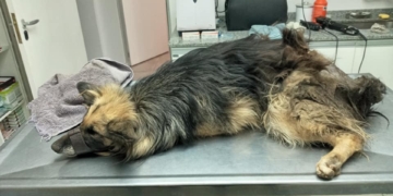 Una perrita fue arrastrada desde un auto y le cortaron la cola con un machete