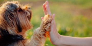 Mascotas Oliveros convocan a apadrinar un animalito para que sea castrado