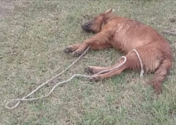 Hallaron a un perro sin vida en Gaboto: sospechan que fue ahorcado