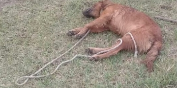 Hallaron a un perro sin vida en Gaboto: sospechan que fue ahorcado