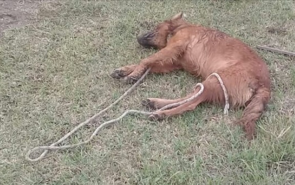 Hallaron a un perro sin vida en Gaboto: sospechan que fue ahorcado